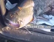 Украинец поймал огромную рыбу