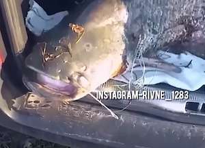 Украинец поймал огромную рыбу Украинец поймал огромную рыбу