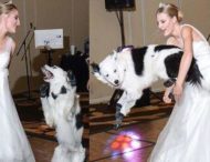 Талантливый пес станцевал с невестой на свадьбе