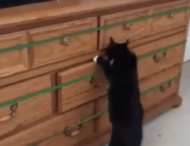 Проворный кот мастерски вскрывает хозяйский комод