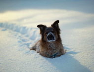 Когда собака любит снег: в Сети показали мастер-класс по уборке снега
