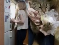 Кот устроил дерзкое ограбление холодильника