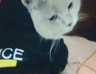 Украинская полиция «наняла» на работу кота