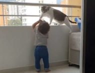 Бдительная кошка не подпускала малыша к перилам балкона
