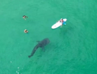 Китовая акула застряла возле пляжа