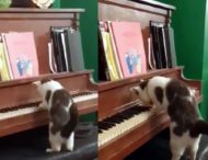 Кот удивил импровизацией на пианино