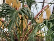 В киевском Ботаническом саду зацвела 200-летняя пальма