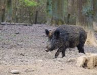 На Дніпропетровщині від браконьєрських пасток гинуть тварини (фото)