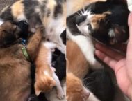 Мама-кошка кормит молоком щенка