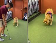 Пес помог хозяину удачно сыграть в гольф