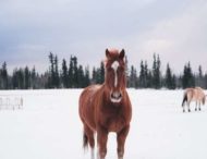 Коммунальщик к уборке снега привлек коня