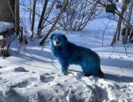 В России замечены синие собаки