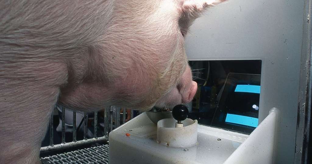 Свиньи-геймеры удивили интеллектуальными способностями Свиньи-геймеры удивили интеллектуальными способностями