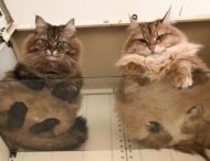 У каждого котовладельца должен быть стеклянный столик