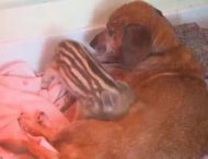 Собака стала мамой для детеныша дикого кабана