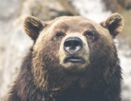 Женщин подверглась нападению медведя во время похода в туалет