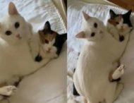 Коты устроили обнимашки на хозяйской кровати