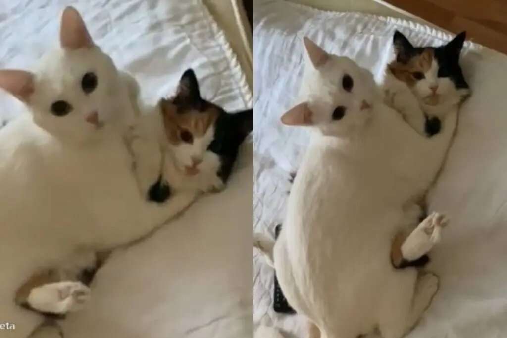 Коты устроили обнимашки на хозяйской кровати Коты устроили обнимашки на хозяйской кровати