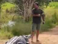 Австралиец прогнал 5-метрового крокодила палкой