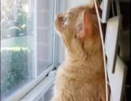 Кот в необычной позе наслаждался видом за окном