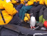 Пингвин спасся от касаток в лодке с туристами