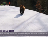 К лыжникам из лесу вышел медведь
