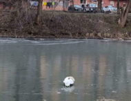 На Дніпропетровщині надзвичайники врятували лебедя (відео)