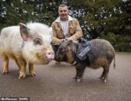 В Англии мужчина выгуливает на поводке свиней