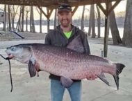 Рыбак выловил 50-килограммовую «вредную» рыбу