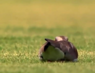 На футбольном поле во время матча птица снесла яйцо