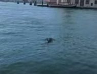 В водах венецианских каналов заметили дельфинов