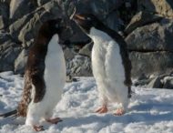 Полярники показали «разборки» пингвинов