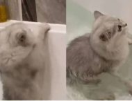 Кот свалился в ванну с водой и не мог выбраться
