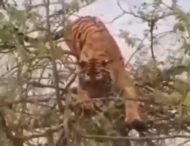 Тигр неудачно поохотился на дереве