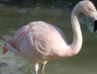 В немецком зоопарке загадочно исчез фламинго