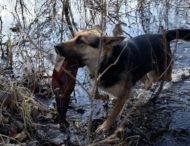Пес достает из реки мусор