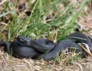 В Днепропетровской области активизировались змеи: будьте внимательны