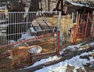 На Днепропетровщине в приюте животных морят голодом
