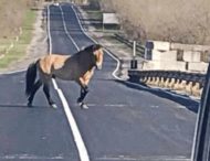 В Чернобыльской зоне замечена лошадь Пржевальского