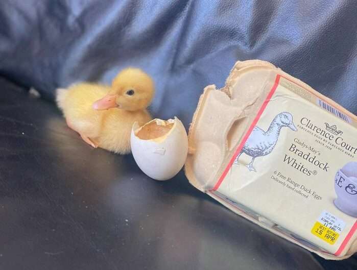 Девушка вырастила из магазинного яйца утенка Девушка вырастила из магазинного яйца утенка