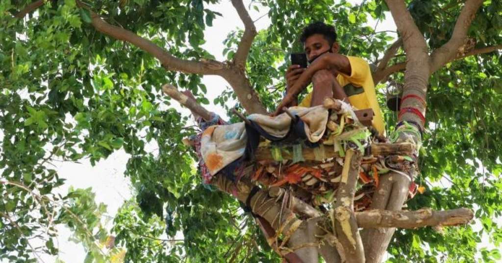 Студент с COVID-19 самоизолировался на дереве Студент с COVID-19 самоизолировался на дереве