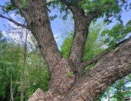 В Днепропетровской области обнаружили еще одно дерево-рекордсмен (фото)