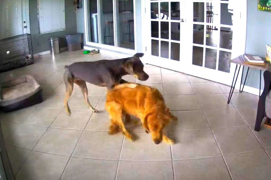 Собака спасает сородича при припадках Собака спасает сородича при припадках