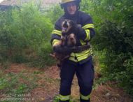 На Дніпропетровщині надзвичайники знову рятували тварин (фото)