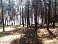 У Дніпропетровській області вогнеборці ліквідували лісову пожежу (фото)