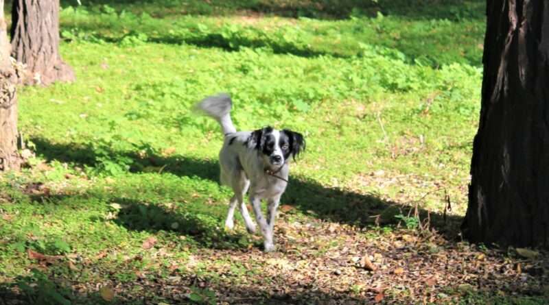 Погода у Дніпрі на п’ятницю, 23 липня 2021 року Погода у Дніпрі на п’ятницю, 23 липня 2021 року