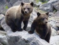 Ведмедиця і ведмежа відібрали у дітей м’яч, щоб самим пограти в футбол