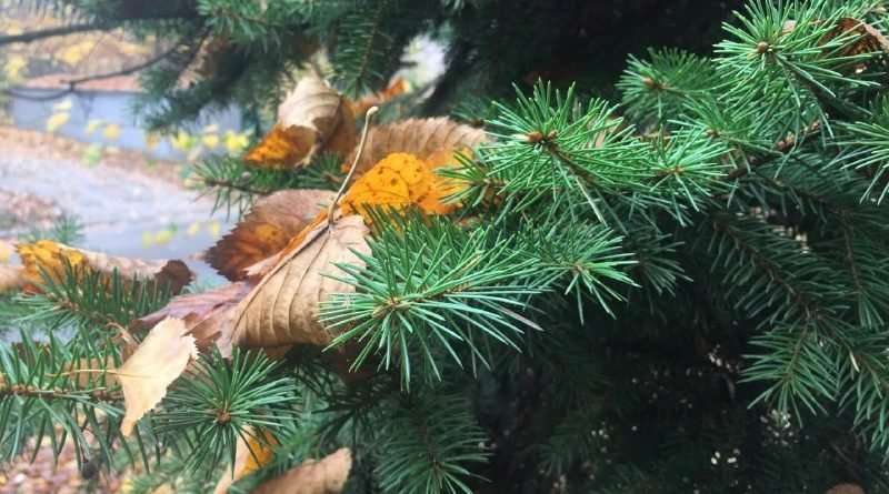 Погода у Дніпрі на понеділок, 20 вересня 2021 року Погода у Дніпрі на понеділок, 20 вересня 2021 року