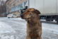 На Днепропетровщине хотят установить памятник собаке