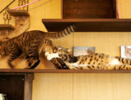 «Сумно? Заведи кота, а краще два» — кумедні фото котиків, що розсмішили інтернет